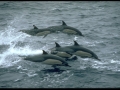 Common Dolphin