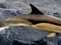 Common Dolphin