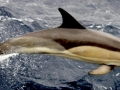Common_Dolphin