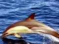Common Dolphin