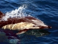 Common Dolphin