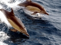Common Dolphin