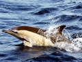 Common Dolphin