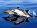 Common Dolphin