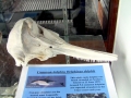 Common Dolphin