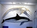 Common Dolphin