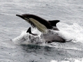 Common Dolphin