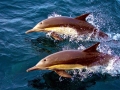 Common Dolphin