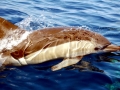 Common Dolphin