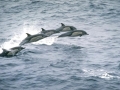 Common Dolphin