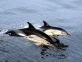 Common Dolphin
