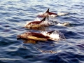 Common Dolphin