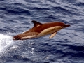 Common Dolphin
