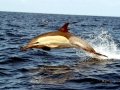 Common Dolphin