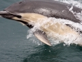Common Dolphin