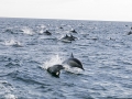 Common Dolphin
