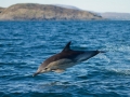 Common Dolphin