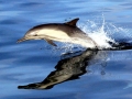Common Dolphin