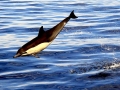 Common Dolphin