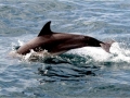 Common Dolphin