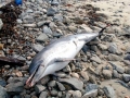 Common Dolphin