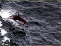 Common Dolphin