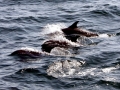 Common Dolphin