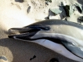 Common Dolphin