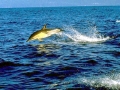 Common Dolphin