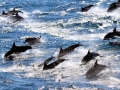 Common Dolphin