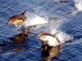 Common Dolphin