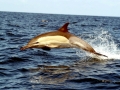 Common Dolphin
