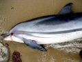 Common Dolphin