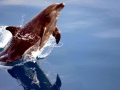 Common Dolphin