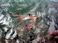 Common Dolphin