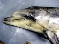 Common Dolphin