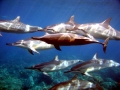 Common Dolphin