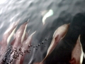 Common Dolphin