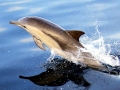 Common Dolphin