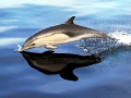 Common Dolphin