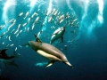 Common Dolphin