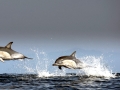 Common Dolphin