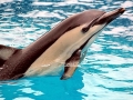 Common Dolphin