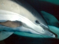 Common Dolphin