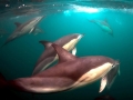 Common Dolphin