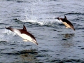 Common Dolphin