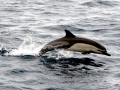 Common Dolphin