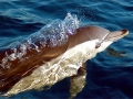 Common Dolphin