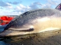 Common Dolphin