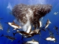 Common Dolphin